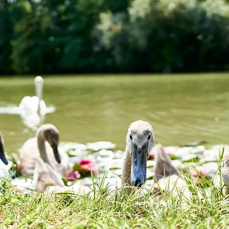 Nyaraló Stég64 - - Hostaid *